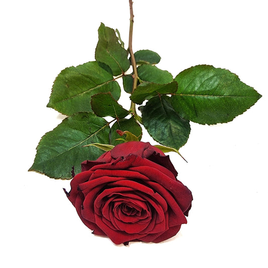 Konfirmationsrose