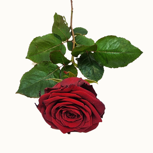 Studenterrose